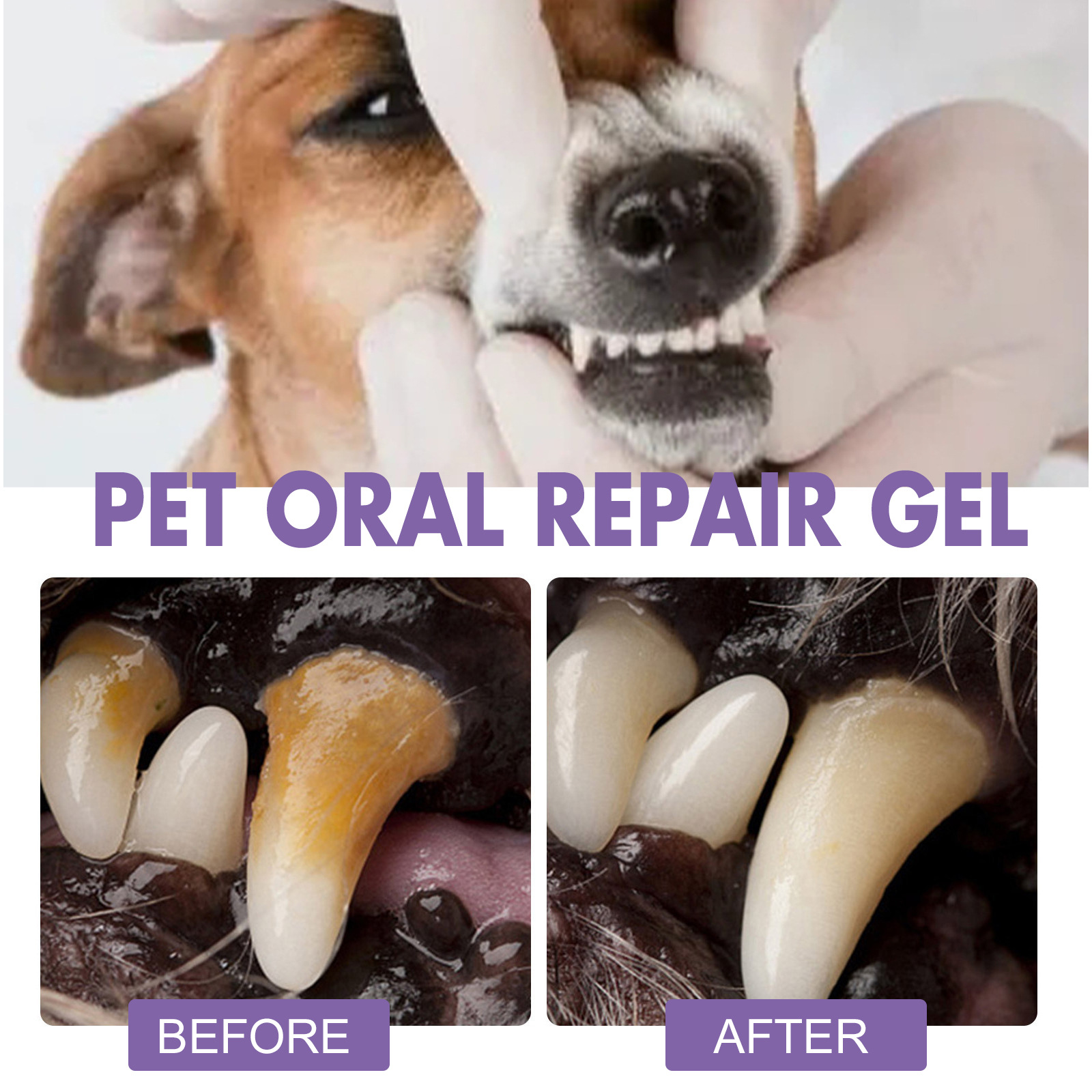 Pet Oral Repair Gel Welpen Zah – Teeth Whitening Procedure Bewertung und Preis